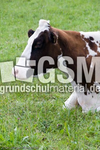 Hausrind (112 von 174).jpg